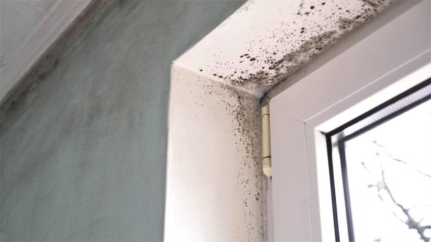 Mold Odor Removal Services in Warrenton, OR
