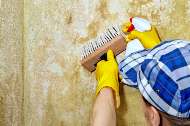 Trusted Warrenton, OR Mold Removal Experts