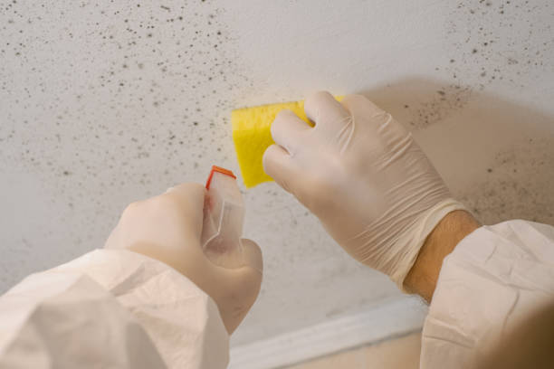 Best Mold Remediation for Healthcare Facilities  in Warrenton, OR