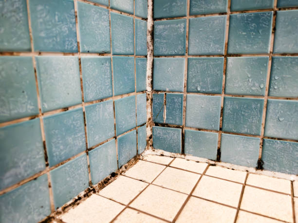 Best Industrial Mold Remediation  in Warrenton, OR
