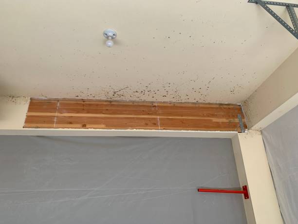 Best Forensic Mold Investigation  in Warrenton, OR