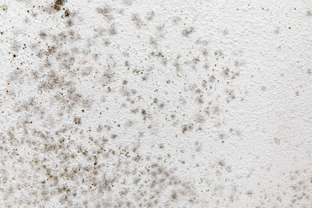 Mold Documentation for Insurance Claims in Warrenton, OR