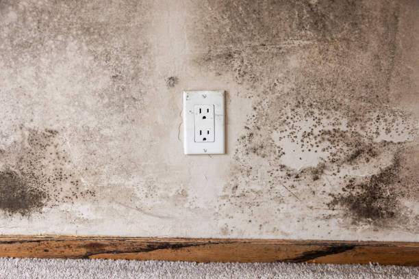 Best Biohazard Mold Removal  in Warrenton, OR
