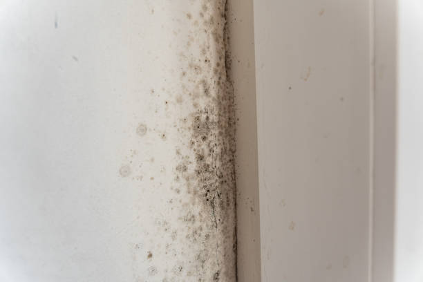 Best Attic Mold Removal  in Warrenton, OR